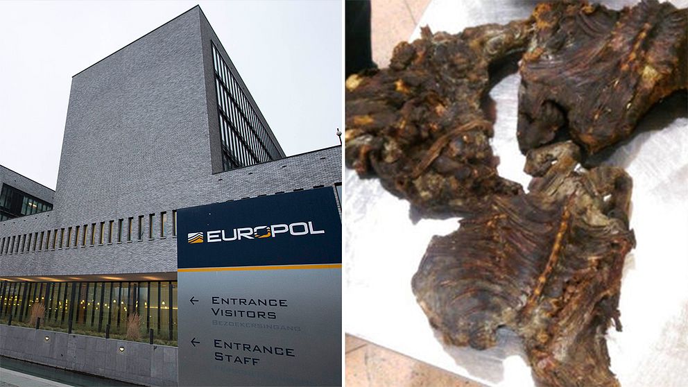 Apkött som en person försökt smuggla in till Belgien.