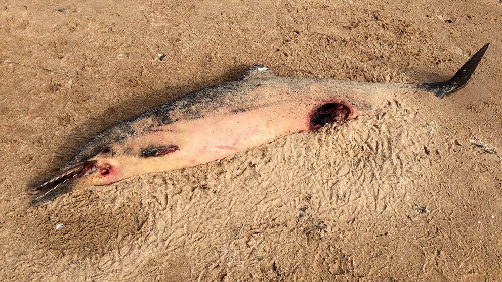 Strimmig delfin, död på Mellbystrand