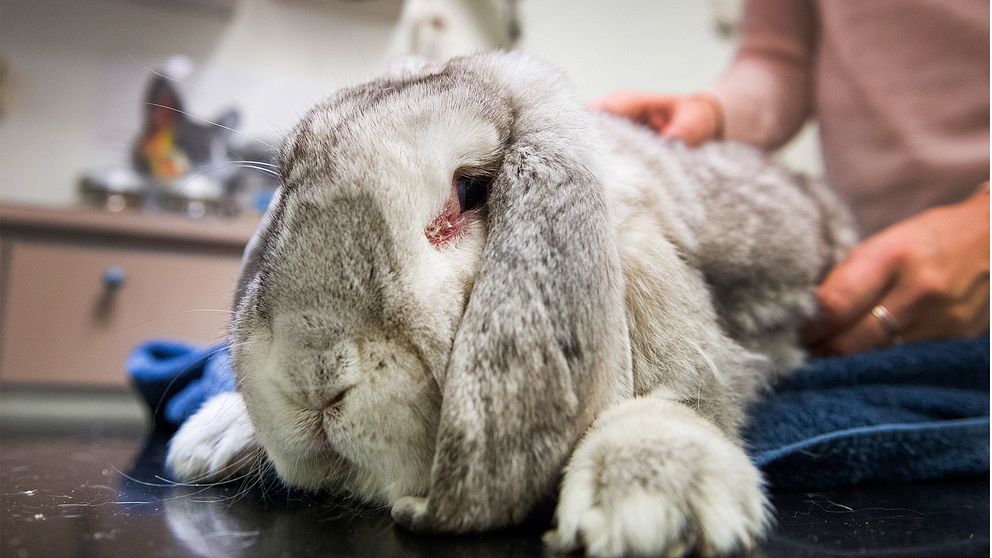 Den smittsamma sjukdomen kaningulsot finns nu spridd norr om Mälaren. För första gången någonsin. Det konstaterar Statens veterinärmedicinska anstalt (SVA) efter undersökning av en död kanin.