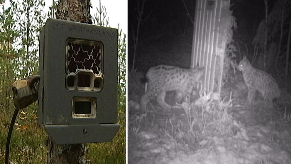 Uppsatt Kamera i skogen och två lodjur i natten.