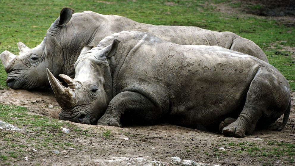 Tjuvjakten på noshörningar och elefanter ligger fortfarande på rekordnivåer