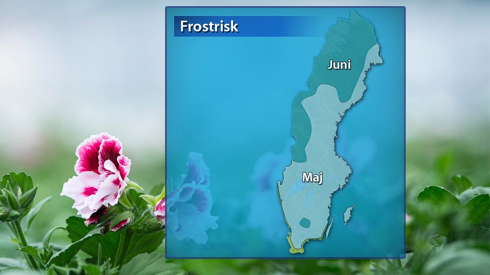 Frosten biter en bra bit in i både maj och juni.