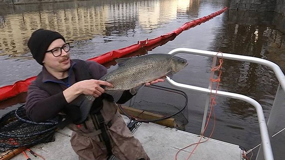 Upplandsstiftelsen inventerar märker asp fisk