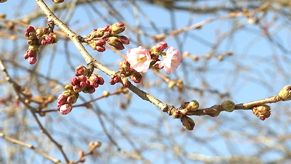 körsbärsträd i blomning