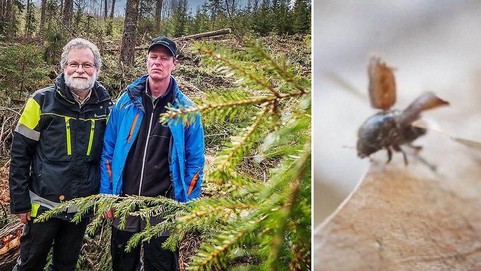 Gunnar Isacsson, Skogsstyrelsen och Staffan Andersson, produktionsledare Holmen.