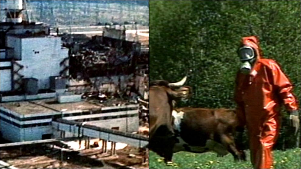 Den havererade reaktorn i Tjernobyl, och person i skyddskläder bland kor på en äng.