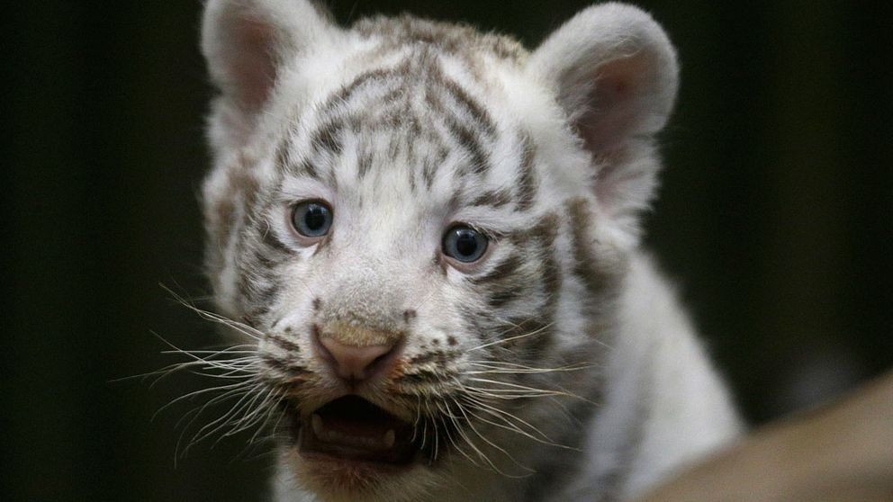 Vita tigrar visades upp i Liberec zoo i Tjeckien