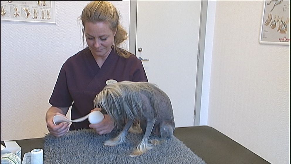 En instruktionsvideo över vad man bör tänka på när man som hundägare ska lägga om en sårad tass.