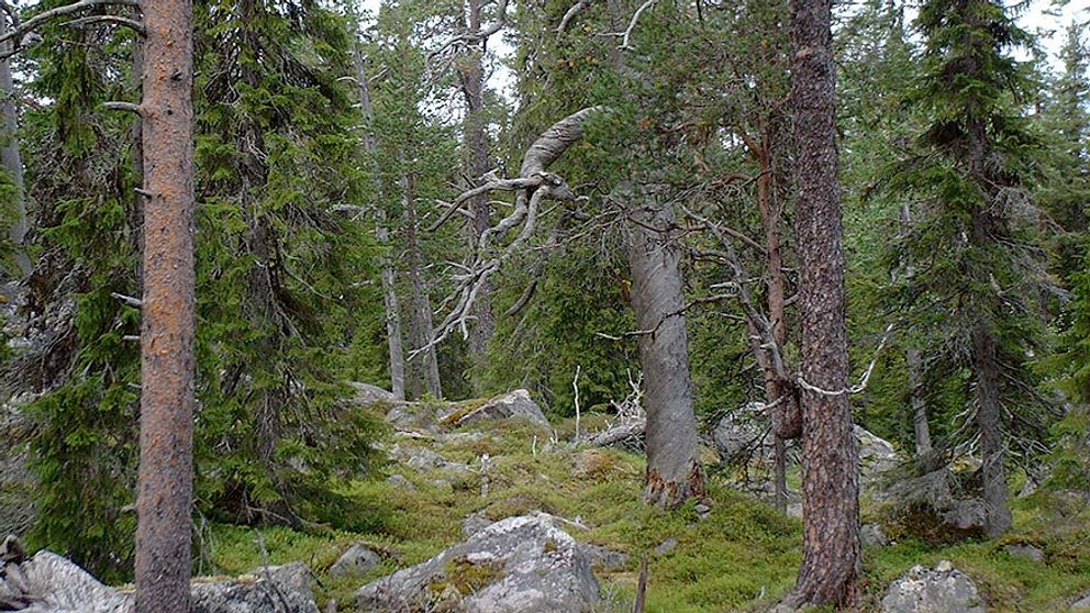 Naturreservat Stårbatjvare i Arjeplog, Foto: Frédéric Forsmark/Länsstyrelsen i Norrbottens län