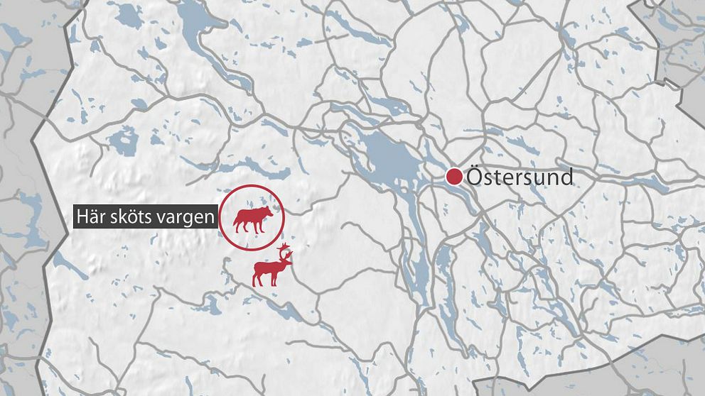 Karta över Jämtland. Symbol för varg på den plats där vargen blev avlivad, vid Hosjön tre mil väster om Storsjön.