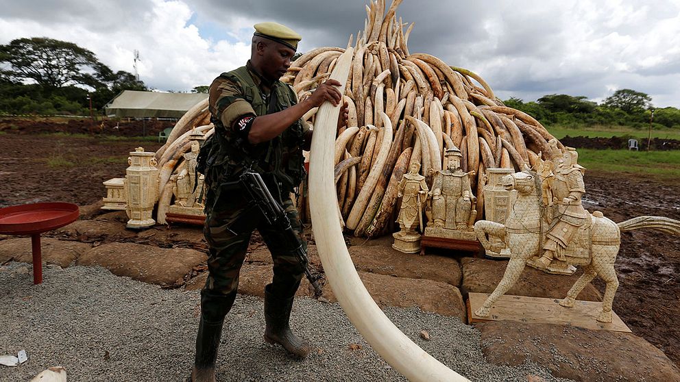 16.000 beslagtagna elefantbetar och ett ton noshörningshorn ska eldas upp.