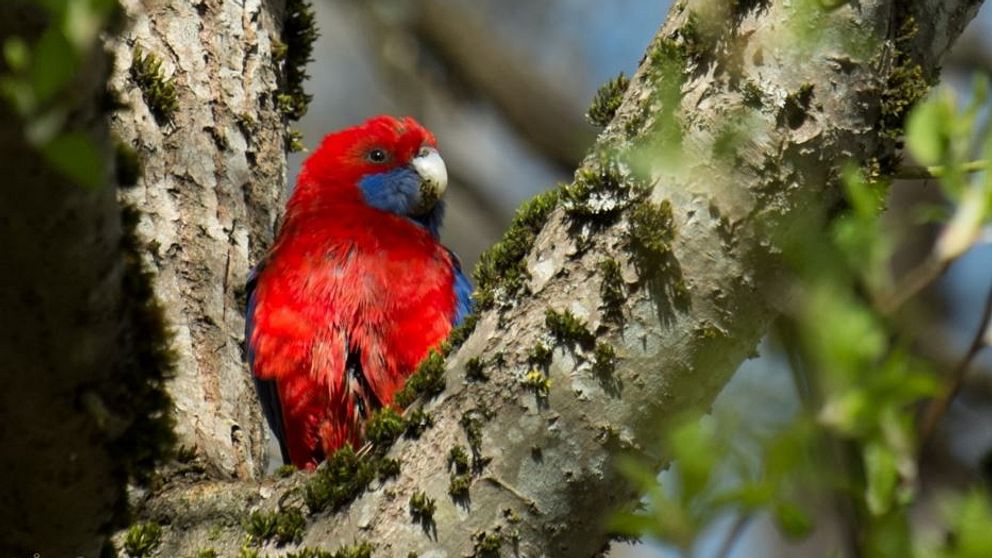 Austrailsk rosella