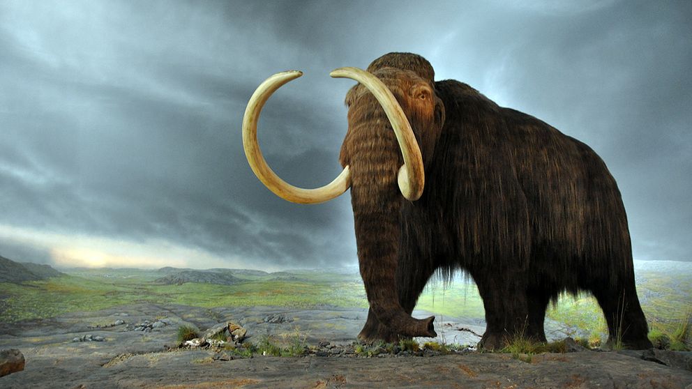 En ullhårig mammut.