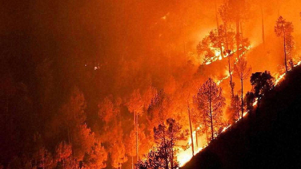 Skogsbrand i Indien.