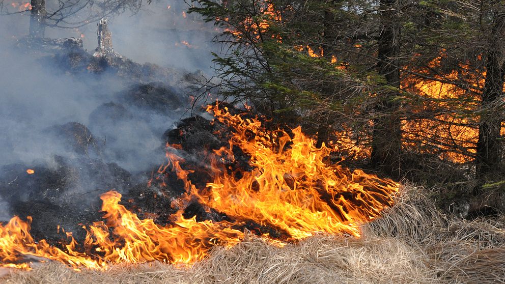 Det är risk för gräsbränder i Jämtland.