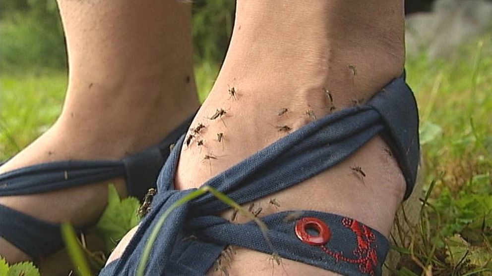 Myggor som sticker på en fot