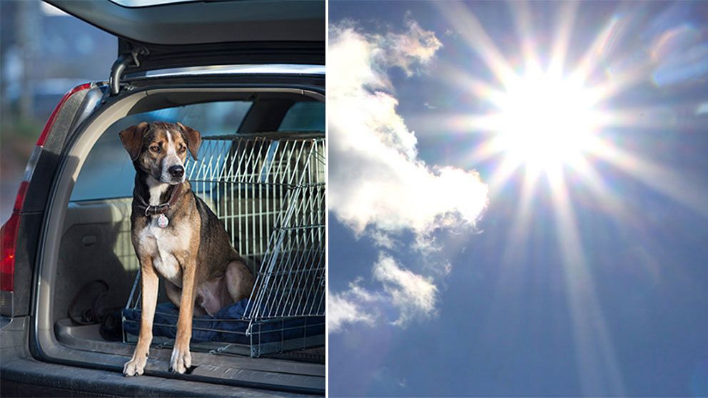 hund sol varm bil