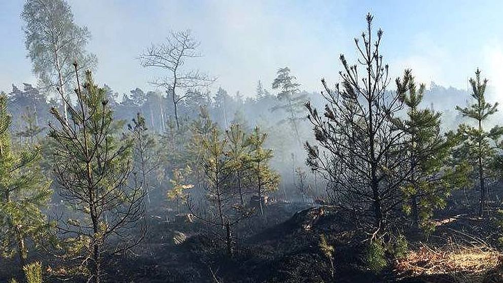Del av brandområdet på Gotland