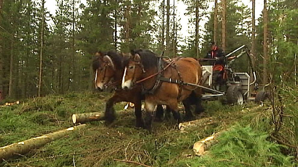 Det finns plats för hästen i det värmländska skogsbruket. Det visar en avverkning som gjorts vid finngården Kvarntorp i Lekvattnet. Det handlar då om stora krav på att avverkningen inte ska leda till markskador.