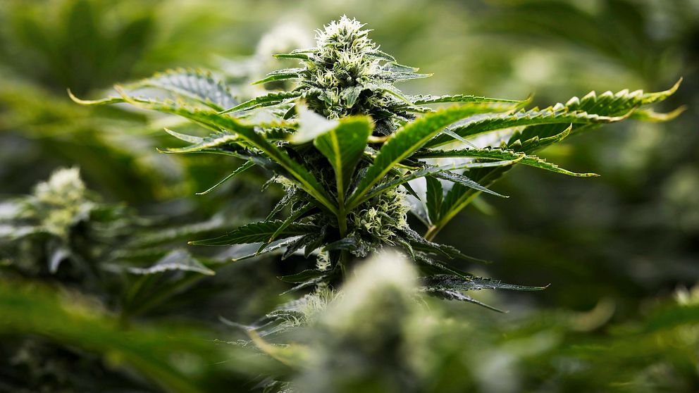 cannabisplanta