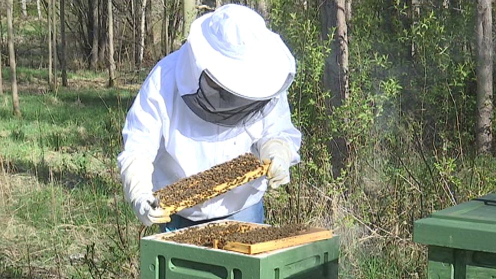 Kvinna undersöker bikupa
