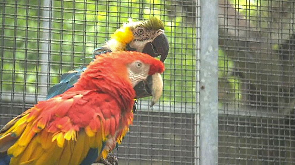 Papegojorna sitter tillsammans i sin bur.