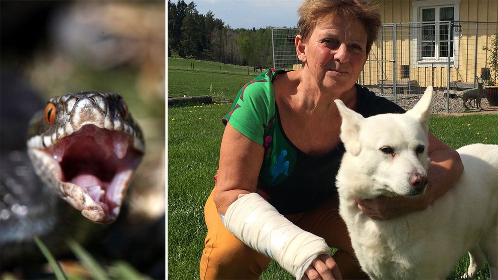 Huggorm och hunden Frosta som blev biten av en huggorm och hennes matte Annette Palm.