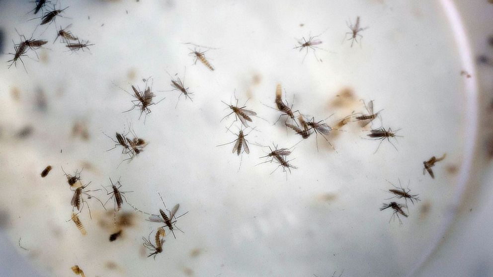 Zikaviruset sprids med hjälp av myggor av arten Aedes aegypti