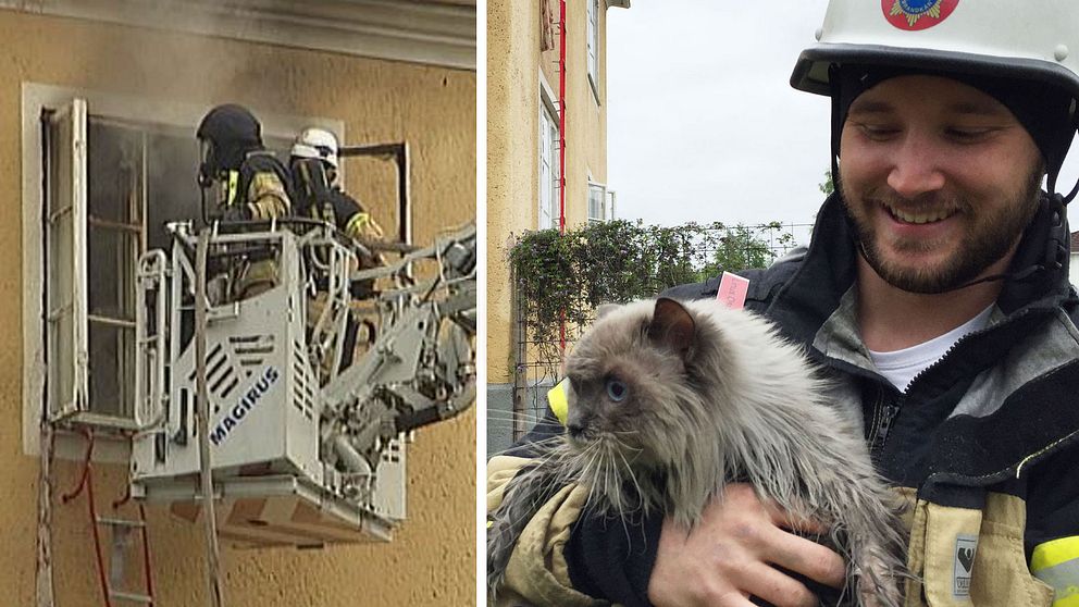Brandmän i skylift och räddad katt.
