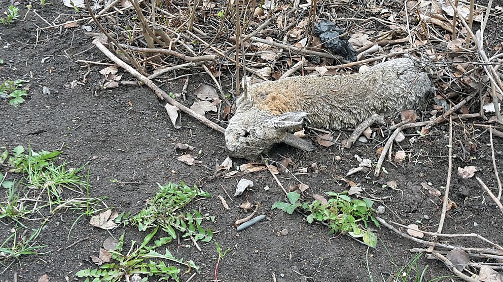 En kanin ligger död bland sly på marken.