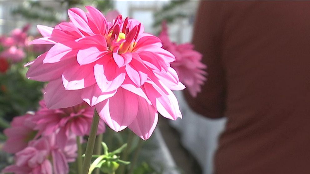 blomsterbutik, anstalt, fängelse, Tygelsjö