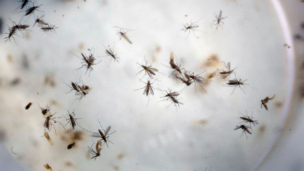 myggor som bär på Zika-viruset.