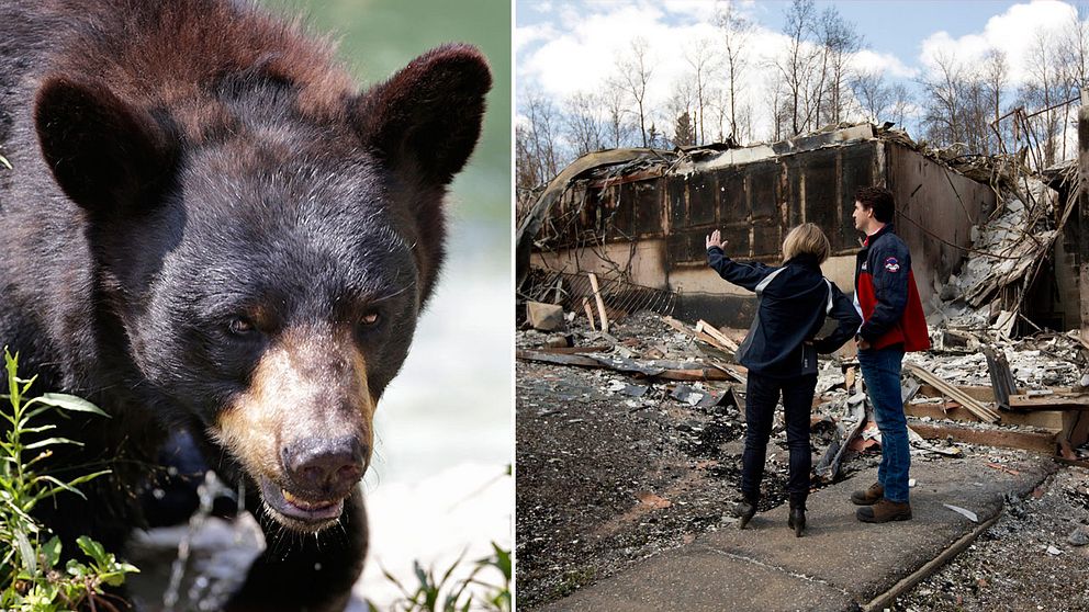 Mängder av svartbjörnar har tagit sig in i den kanadensiska staden Fort McMurray sedan den evakuerades på grund av den stora skogsbranden.