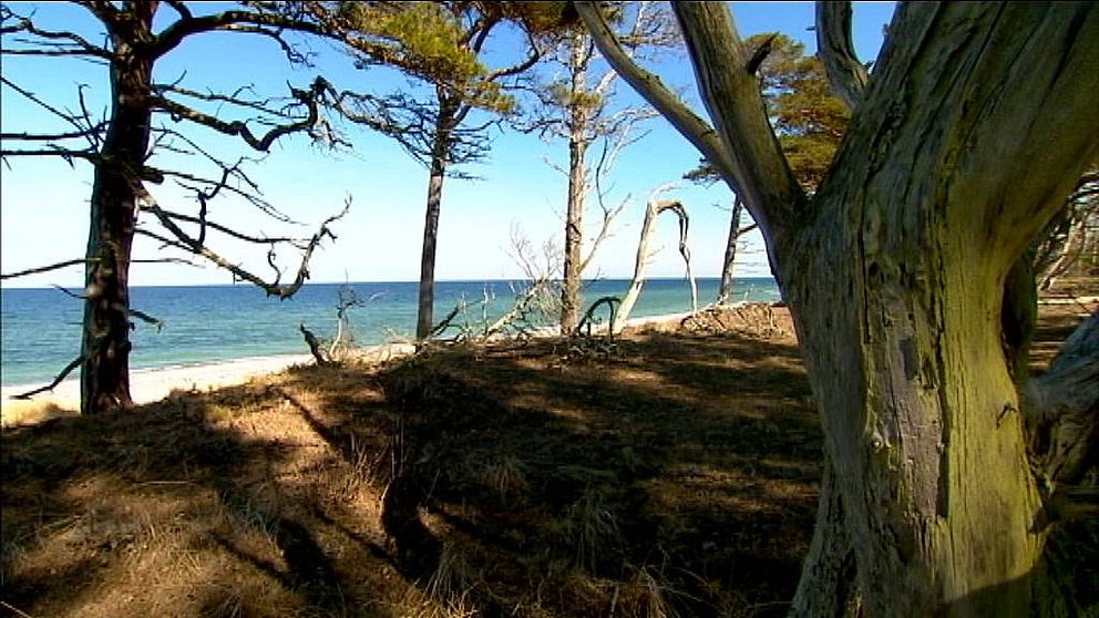 Strandskog på Gotska Sandön.