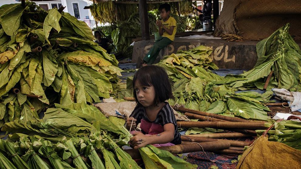 En liten flicka knyter upp tobaksblad på pinnar för att förbereda torkningsprocessen i östra Lombok, i Nusa Tenggara Barat.