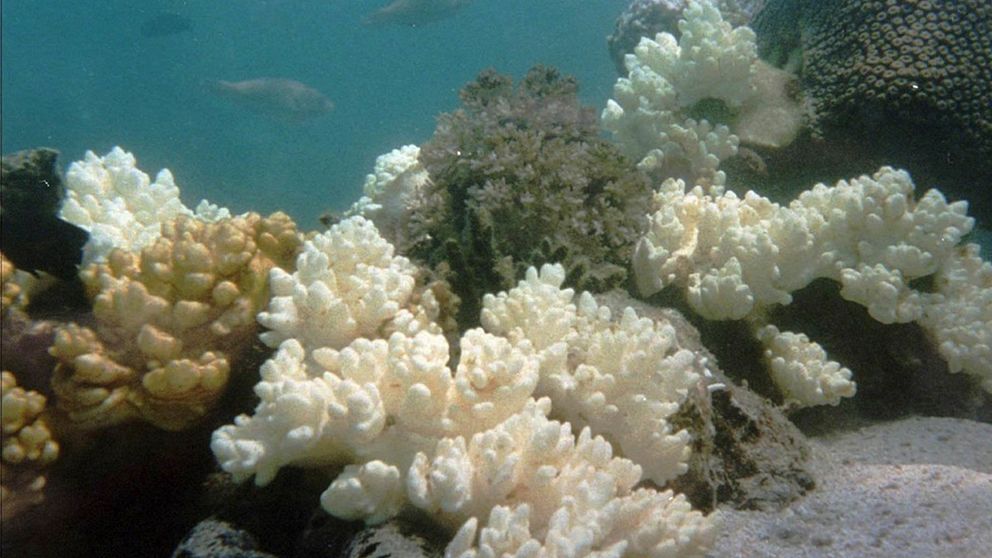 Korallreven i Thailand bleks av allt varmare havstemperaturer och skadas av hårt tryck från turister. Arkivbild.
