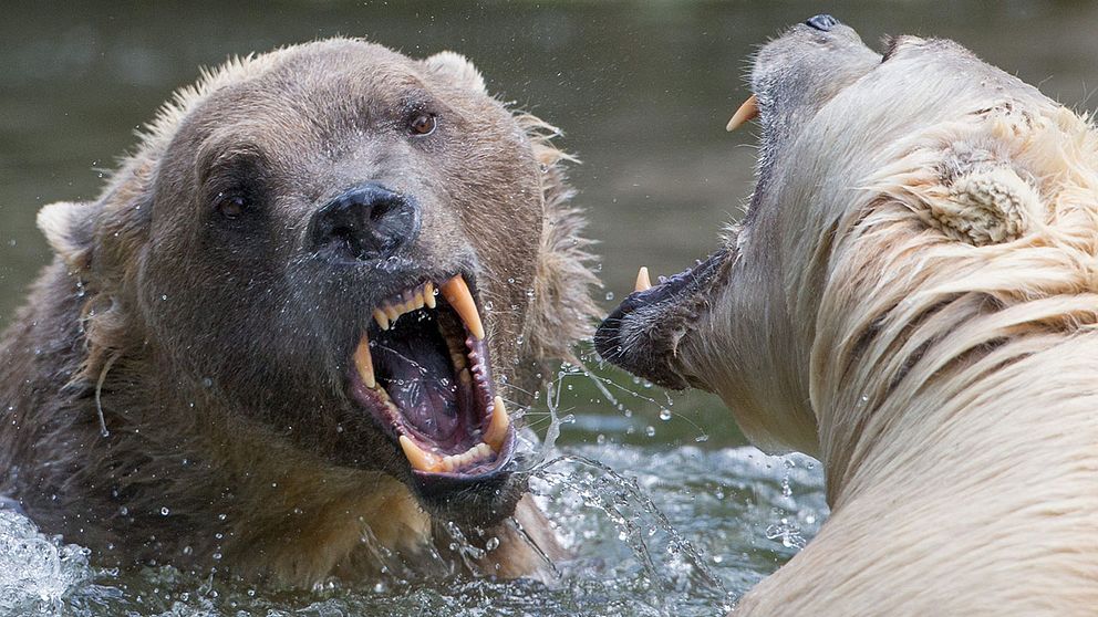 En hybridbjörn mellan en grizzlybjörn och isbjörn på zoo i Tyskland. Nu har en sådan ”grolar bear” skjutits i Kanada.