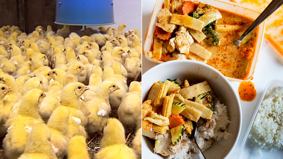 När man väljer att äta kyckling på en vanlig lunchrestaurang kan det vara bra ur klimatperspektiv, men ofta har kycklingen ett baggage med sig vad gäller användningen av antibiotika, enligt Anna Richert på WWF som varit med och tagit fram den nya Köttguiden.