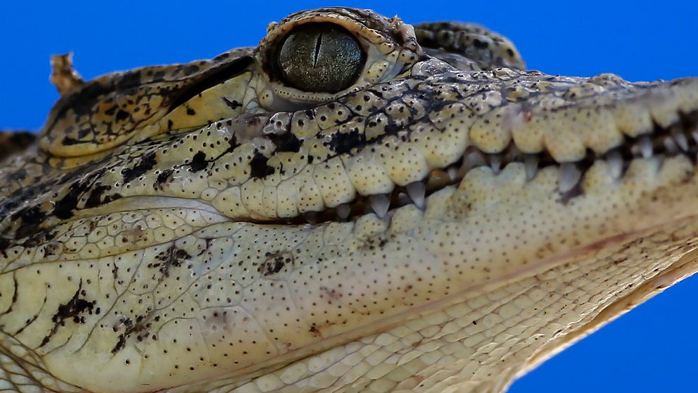 En kvinna befaras ha omkommit efter att ha tagits av en krokodil i norra Australien. Arkivbild.