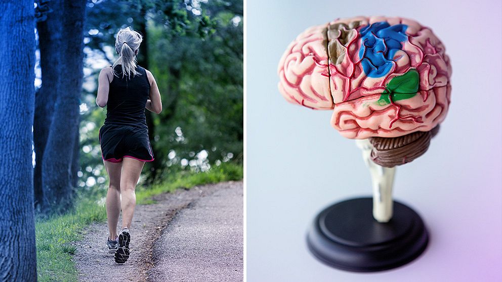 En bild på en löpare och en hjärna.
