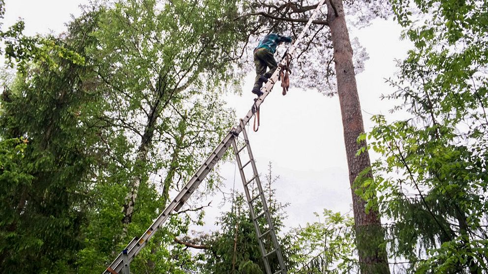 Timmy Wiberg klättrar nerför stege