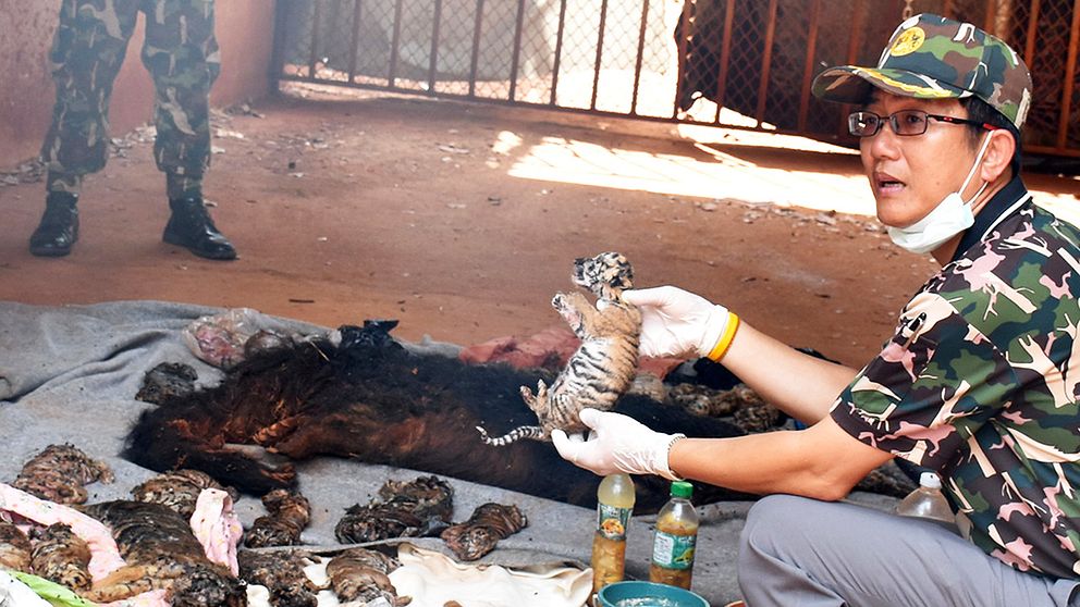 Munkarna anklagas för handel med vilda djur och för att olagligt ha fött upp tigrar i templet.