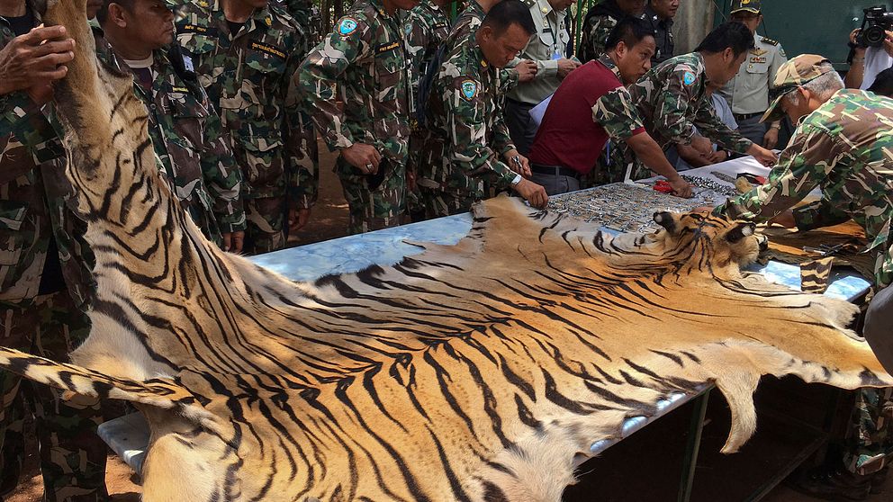 Beslagtaget tigerskinn undersöks av myndigheterna.