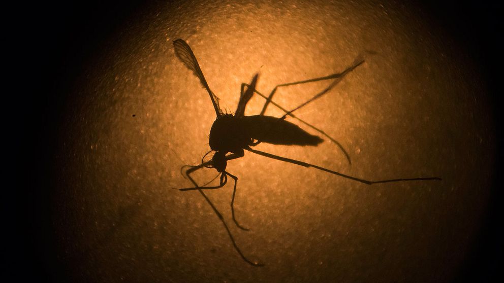 Det kan finnas fler smittbärare av zika-viruset än bara Aedes aegypti.