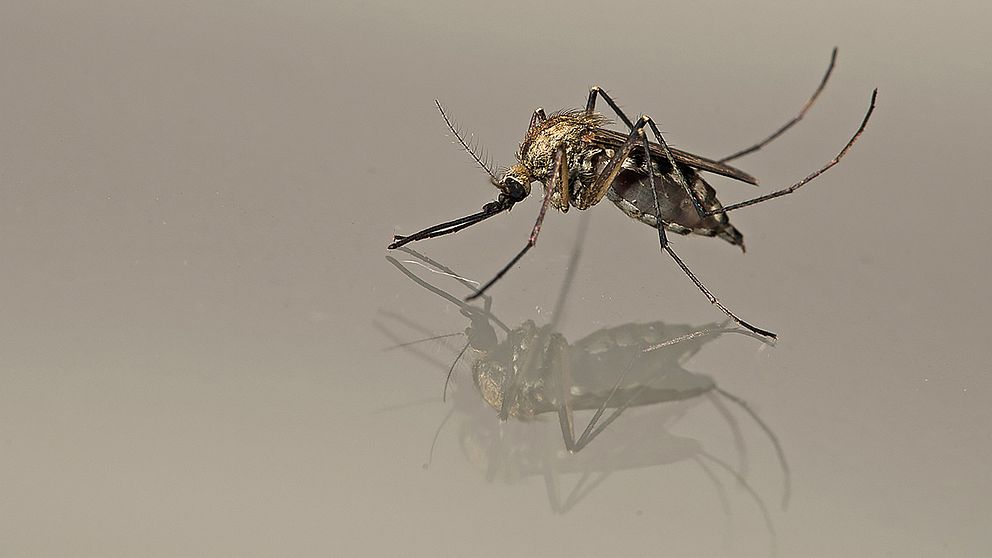 Vårsvämmygga - Aedes sticticus