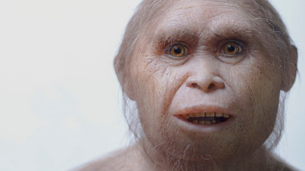 En rekonstruktion av ”minimänniskan” Homo floresiensis, som levde i Indonesien.