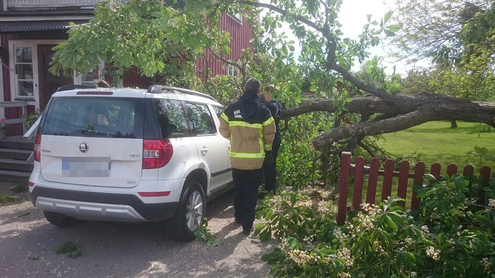 Trädet ligger rätt över bilen.