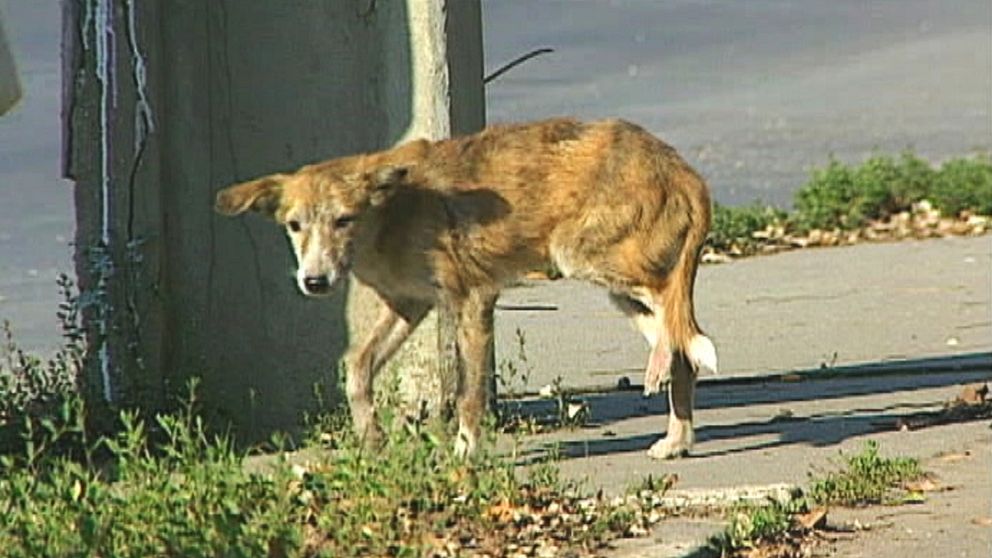 rabieshund