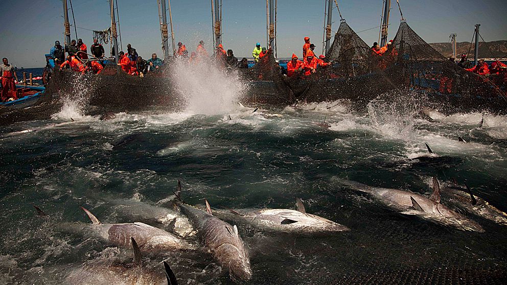 Fiske av blåfenad tonfisk utanför Barbate, Cadizprovinsen, Spanien.