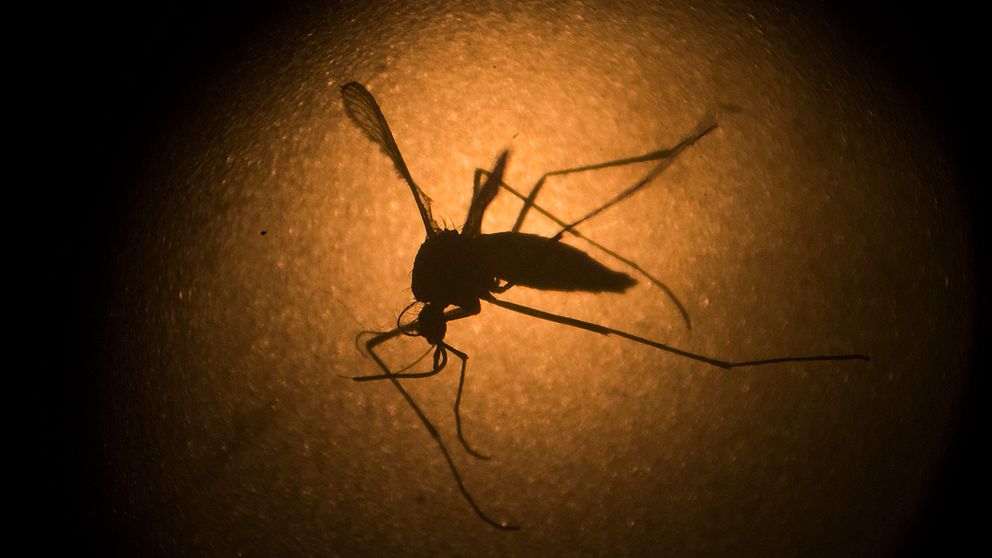 En mygga. Det är myggor som sprider zikaviruset.